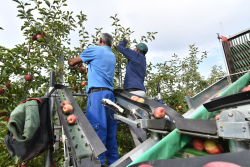 Apple harvest platform