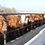 All classes of cattle traded higher.
