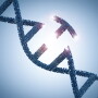 Gene editing accelerates genetic improvements that could be realized over long periods of time through breeding. 