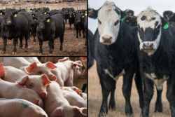 Livestock - Pigs, Feeder Cattle, Fed Cattle