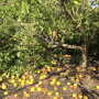 Florida Citrus Irma