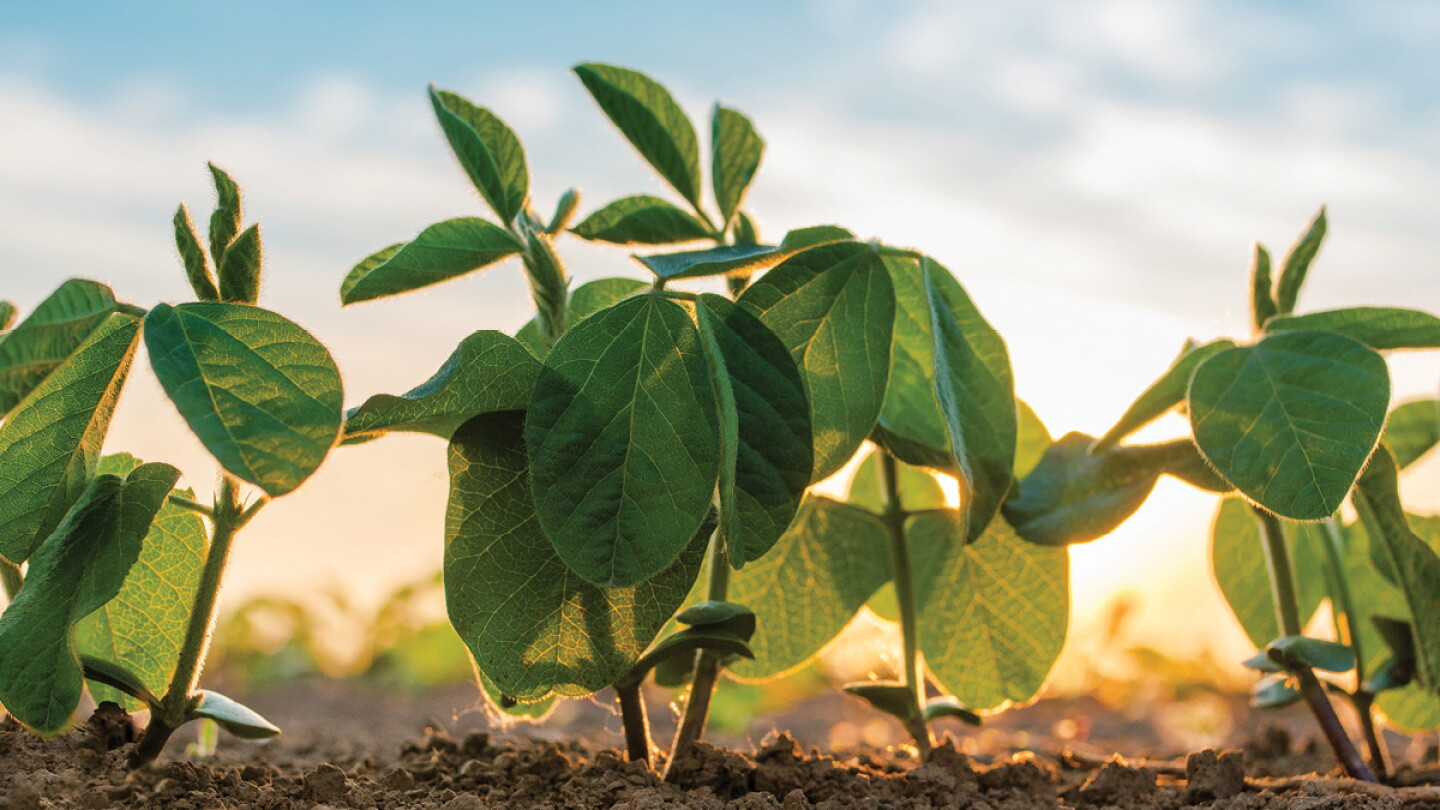 Webinar Insights: Mitigating Agricultural Risks through Disease ...
