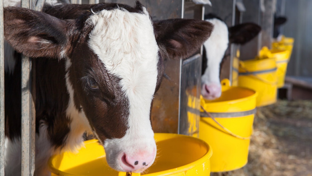 Holsten Dairy Calf