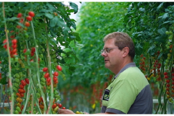Enza Zaden has identified a gene that resists the Tomato Brown Rugose Fruit Virus, and will be developing varieties for commercial growers.
