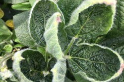 Cupped leaves are a common symptom of potential dicamba damage.