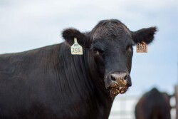 CAB-Cattle.jpg