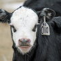 BT_Baldie_Calf