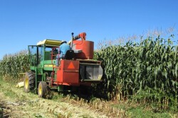 corn-silage