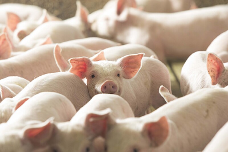 Feeder Pigs