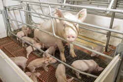 Sow and pigs