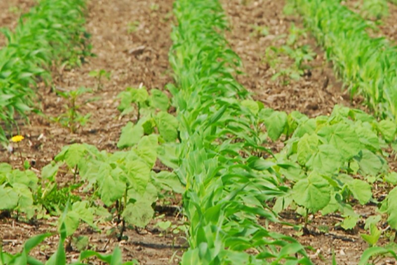 Weeds in Corn