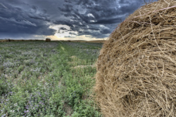 South_Dakota_Alfalfa