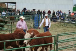 Stockmanship experts Ron Gill (left) and Curt Pate will once again lead demonstrations on low-stress cattle handling. 