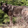 The last of the OPT wolves have been killed.