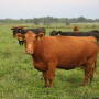 A Bloomberg op-ed urges readers to “go on a meat hiatus.”
