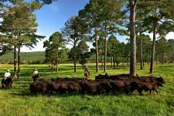 Kiamichi Ranch