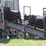 Loading Cattle