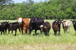 mob-grazing