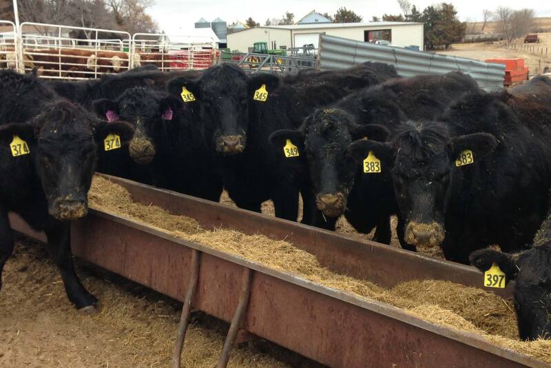 Feed bunk