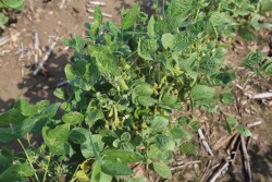 He had a hunch they'd been caught in a drift of dicamba, a herbicide that will destroy a crop that hasn't been modified to be resistant to the chemical.