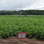 wisconsin potatoes