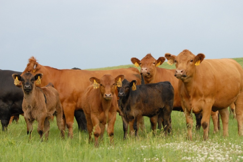 Real beef in the making.