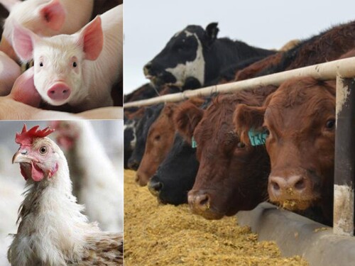 Livestock