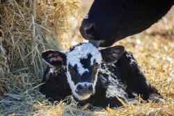 OSU calf