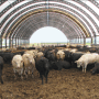 Feeder_Cattle_Hoop_Building