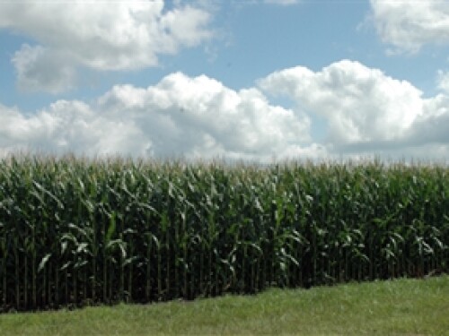 corn in the summer