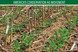 ACAM-no-till-soybeans.jpg