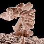 E. coli