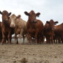 It’s official. The 2023 cattle inventory report has been released. Here's a look at how the totals compare to previous years and what we may expect from the industry going forward.