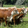 Lamb-NFREC-Braford-heifers