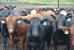 Feedyard closeouts are profitable.