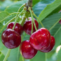 cherries