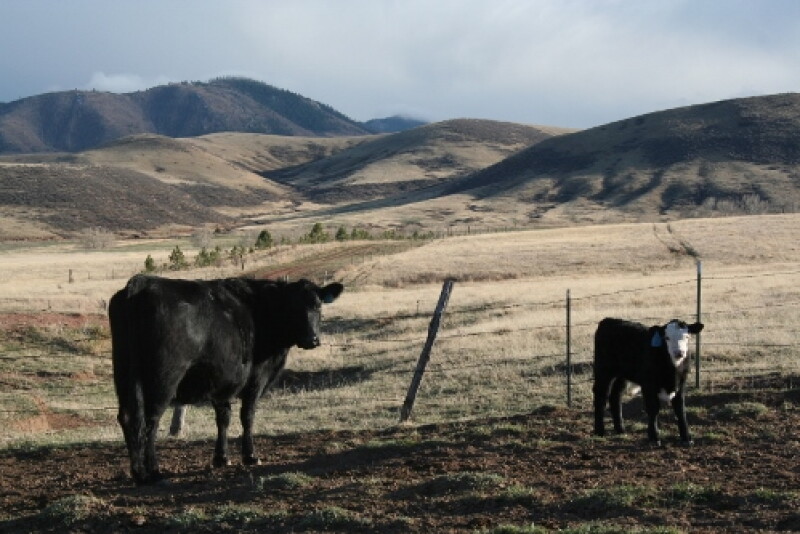 For calves, respiratory vaccines are important to stimulate the adaptive or acquired immune system and help the calf develop a memory response.