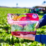 Tanimura & Antle's new artisan baby iceberg lettuce.