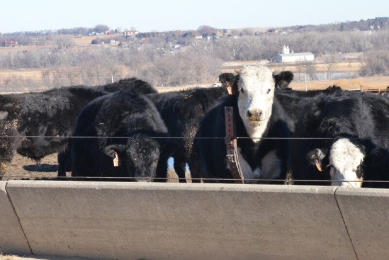 BT_Feedlot_Cattle