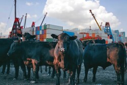 Beef imports