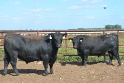 BT_Gardiner_Angus_Bulls