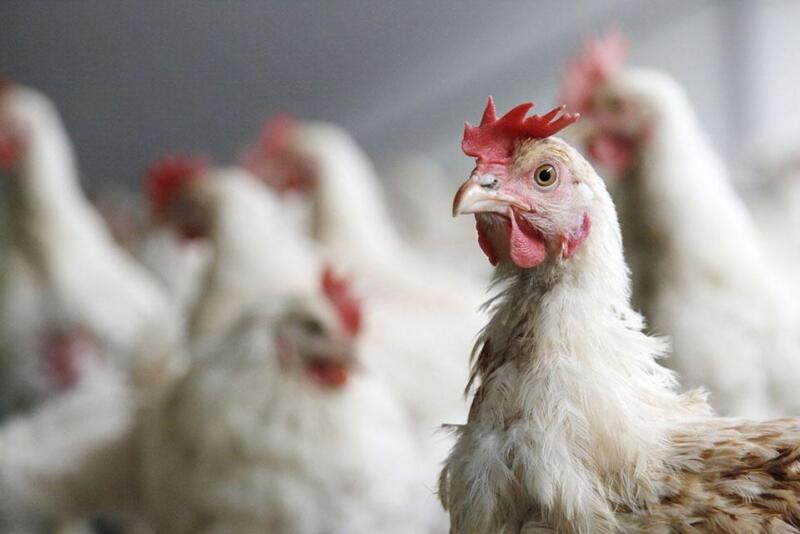 Poultry