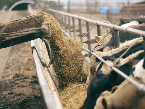 Cattle feeding at a trough.