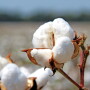 Cotton