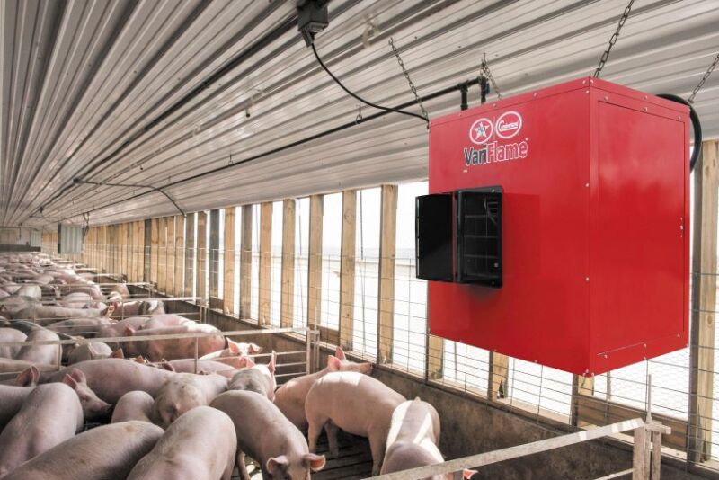 Barn heater in a pig barn