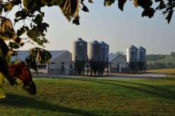 Pig Farm with Grain Bins