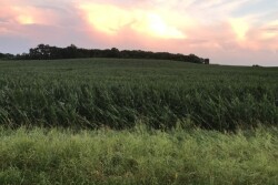 cornfield