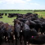 Cows and heifers that gestate in hot weather will often calve a few days earlier than expected.