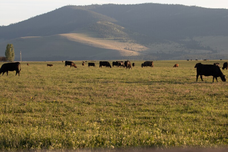 Range cows