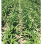 Inzen sorghum that has been treated with Zest WDG herbicide.